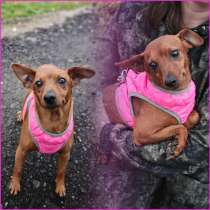 Пинчер ТИЛЬДА даром, в Москве