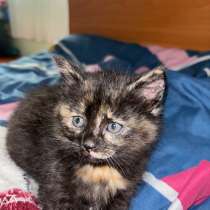 Отдам котят в добрые руки, в Биробиджане