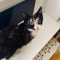 Котенок, в Вологде