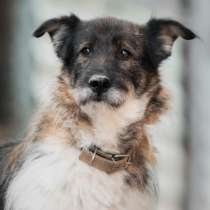 Небольшая собачка Экстра ищет свою семью, в Москве