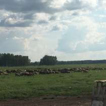 Продам овец 380 голов, в Омске