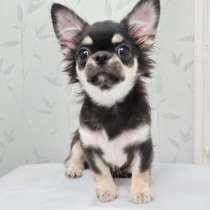 Чихуахуа яркий мальчик домашний любимец НЕ ДОРОГО, в Санкт-Петербурге