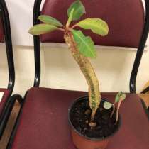 Домашние цветы, в Москве