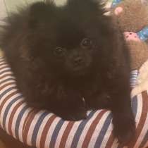 Шпиц, в Москве