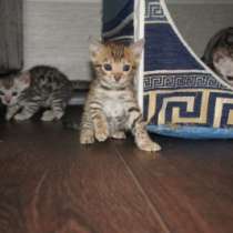 Бенгальские котята, две девочки и котик., в Комсомольске-на-Амуре