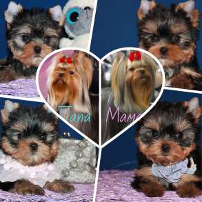 Щенки Йорков. Два мальчика и три девочки, в Москве