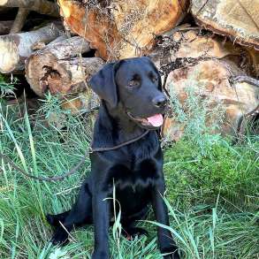 Labrador Retriever puppies, в г.Берлин