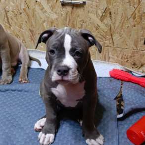 Американский булли. Тип покет, в Новосибирске