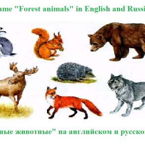 Игра "Лесные животные" на английском, русском и др. языках, в Санкт-Петербурге
