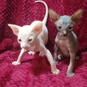 Сфинкс Канадский котята, в г.Донецк