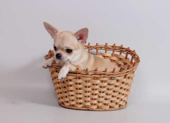 Чихуахуа мальчик в Москве фото 6