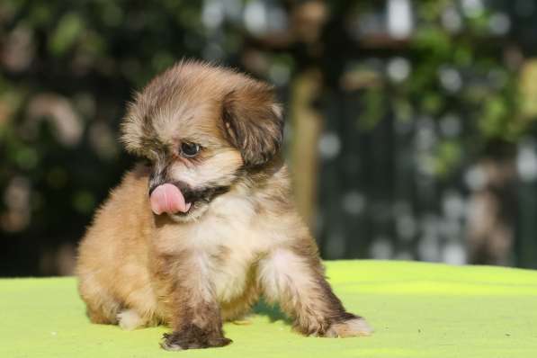 Пухляшки в Москве фото 6