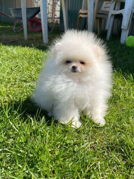 White Pomeranian в фото 4