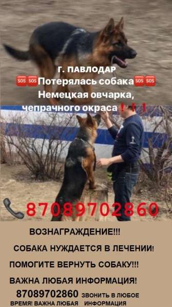Пропала собака! Вознаграждение! в фото 3