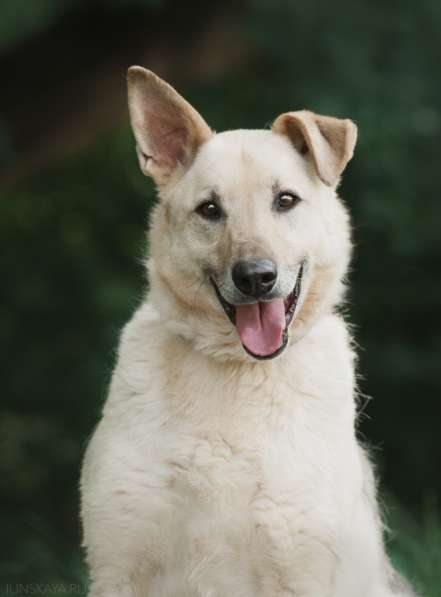 Дюшес - лучший Друг для всей семьи! в Москве фото 5