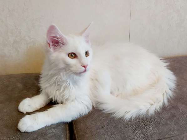 Maine Coon белая кошечка свободна в фото 6