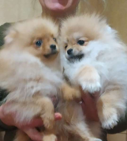 Маленькие живые мишки девочки 3месяца в фото 32