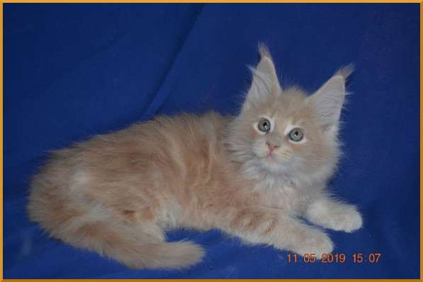 Великолепные котята мейн-кун из питомника в Волгограде фото 237