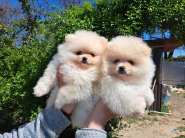 Щенки шпица в Иванове фото 4