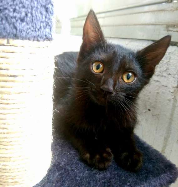 Черный жемчуг - котёнок Коржик ищет заботливых хозяев