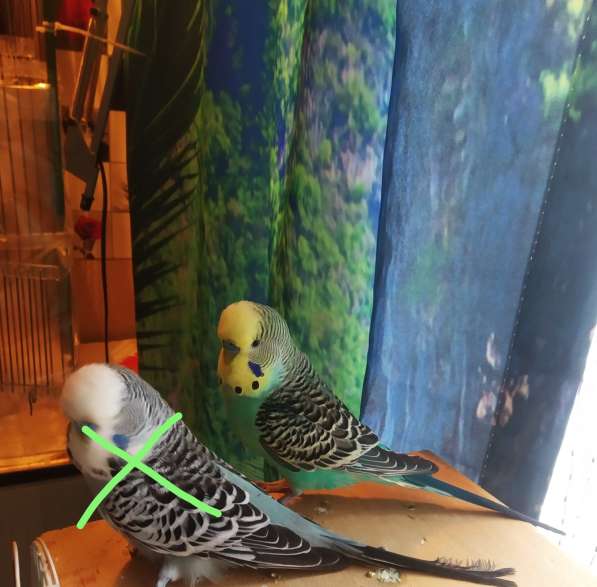 Волнистые попугаи, Получехи -От Заводчика в Мытищи фото 6