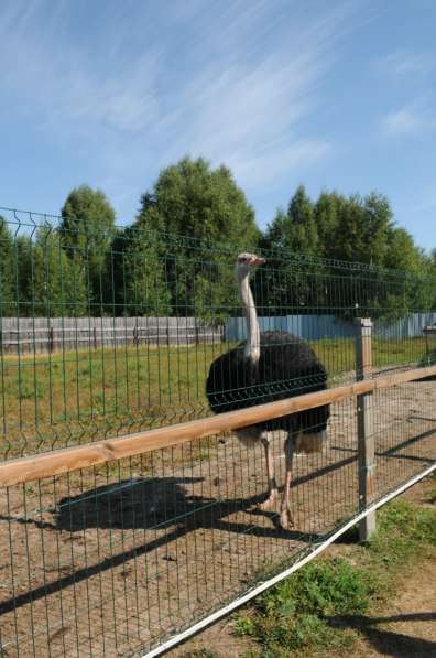 Продается страусиная ферма в Нижнем Новгороде фото 8