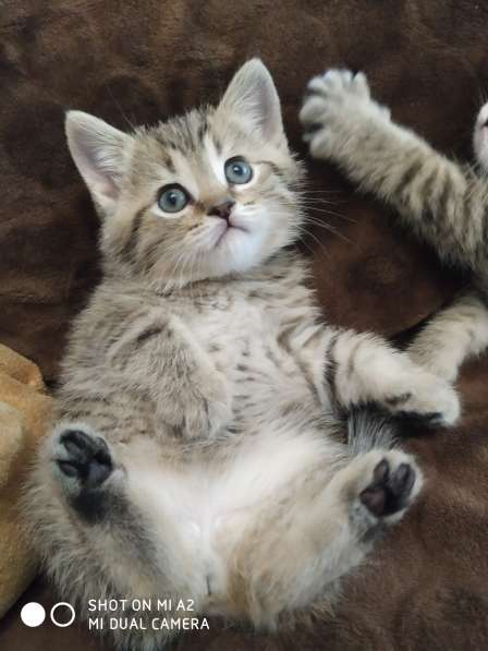 Шотландские котята в Москве фото 20