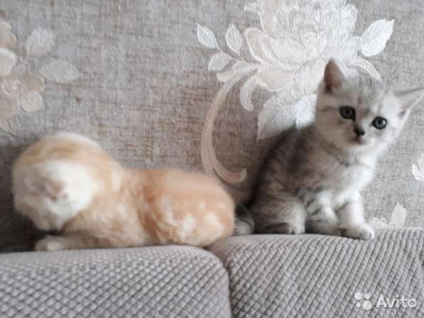 Котята вислоухие и прямоухие