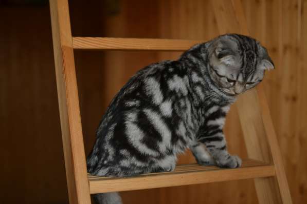 Шотландская вислоухая девочка-котенок в Санкт-Петербурге