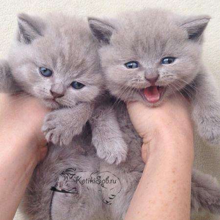 Шотландские котята. Вислоухие и страйты