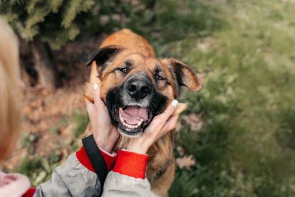 Солнечный Марти ищет дом в Москве фото 15