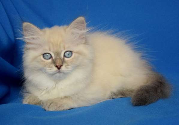 Голубоглазые сибиряки для Вас в Москве фото 14