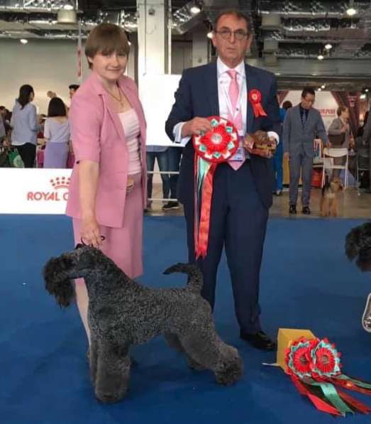 Щенки керри блю терьера в Москве фото 9