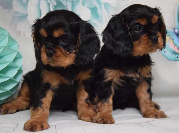 Кавалер Кинг Чарльз Спаниель в Москве фото 4