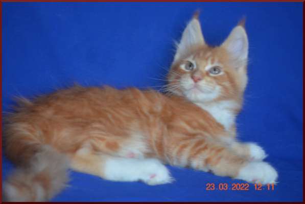 Роскошный черный котик мейн-кун из питомника в Астрахани фото 72