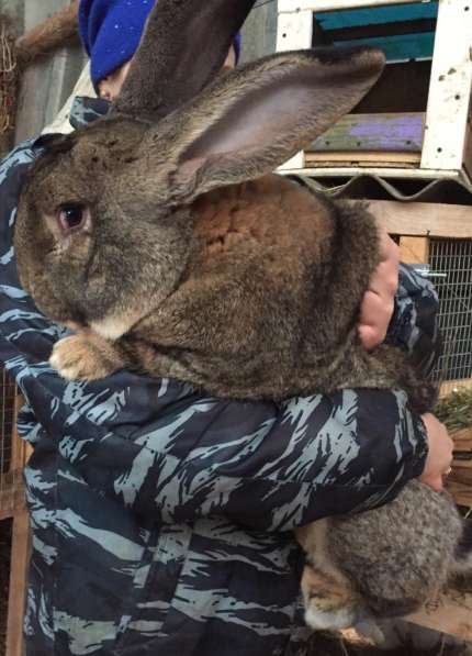 Кролики Гиганты Немецкий, Бельгийский Великан в Брянске фото 5