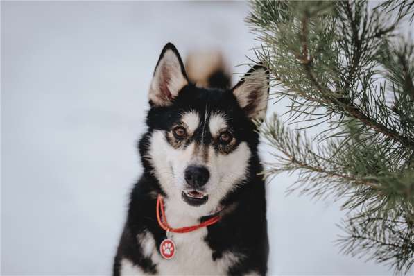 Супер-собака Урса в добрые руки! в Москве фото 18
