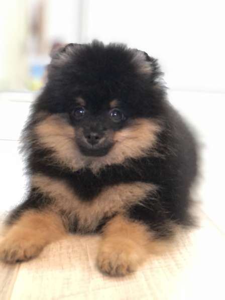 Шпиц померанский в Москве фото 4
