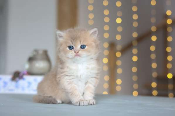 Британский длинношерстный котенок драгоценного окраса в Москве фото 10