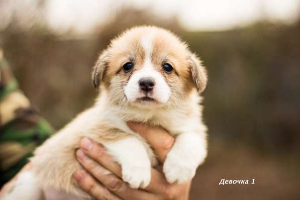 Замечательные щенки корги пемброк