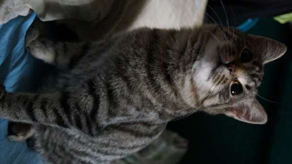 Котенок Тёмка в Москве фото 4