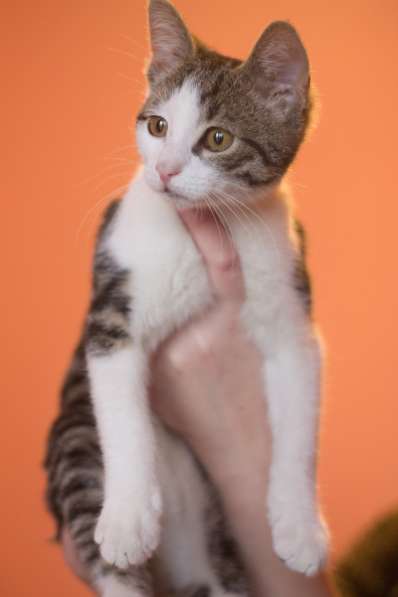 Маленький Ушастик в Санкт-Петербурге фото 4