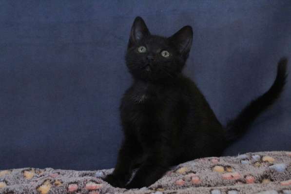 Маленький хорошенький черный котенок в Санкт-Петербурге фото 4