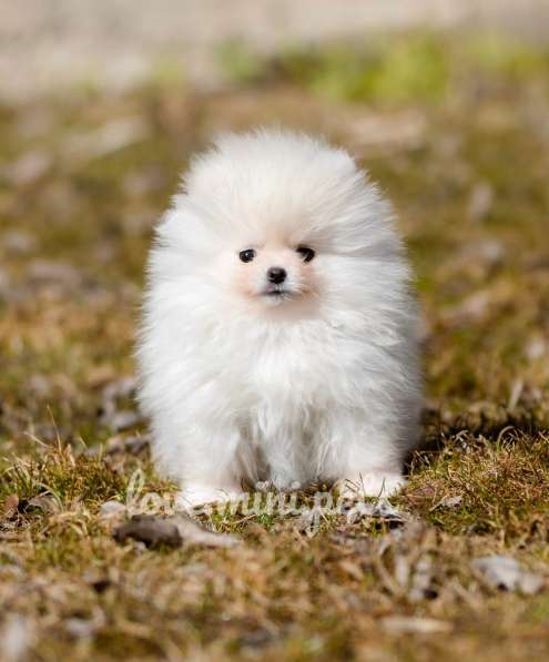 Мини померанские шпицы от красивой пары в Москве фото 12