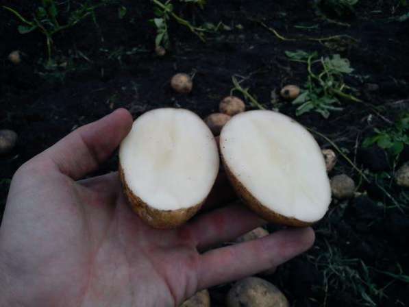 Картофель оптом без посредников от производителя в Чебоксарах