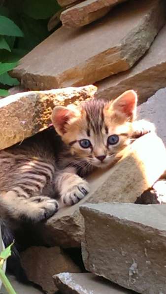 Подарю котят в Ростове-на-Дону фото 4