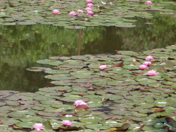 Лилии водные, розовые и белые, продаю в Дзержинске