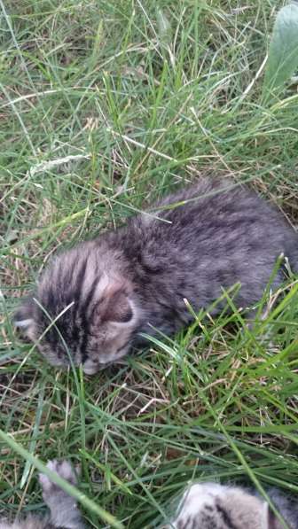 Подарю котят в Ростове-на-Дону фото 10