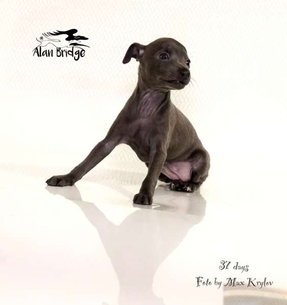 Piccolo levriero italiano в Москве фото 6