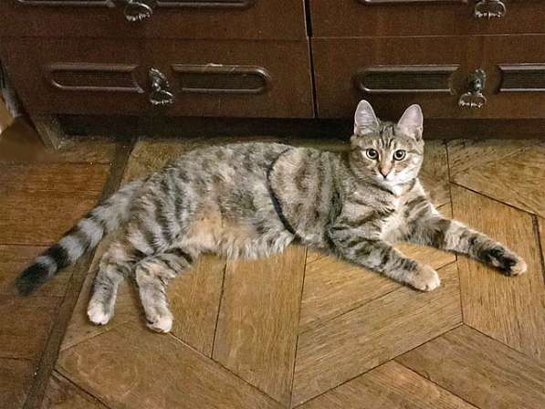 Полосатое чудо Нирвана, девочка-котенок, жертва садистов в Москве фото 6